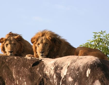 Game drives in Kidepo National Park