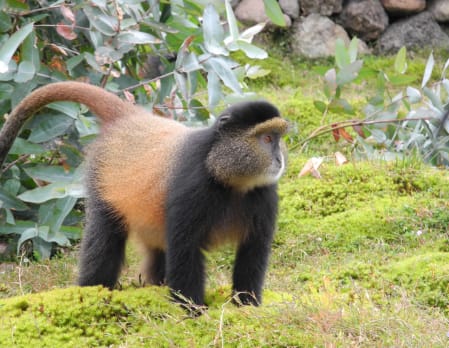 Golden Monkey Trekking