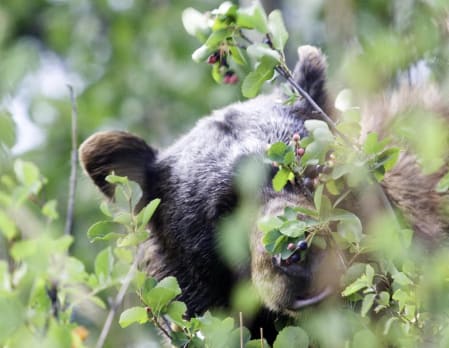 Yellowstone and Grand Teton Wildlife Discovery