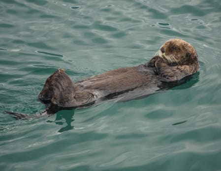 Alaskan Culture Experience: Homer Half Day Trip at Stillpoint Lodge