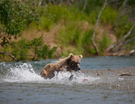 Bear Viewing in Katmai National Park