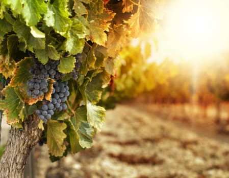 Full day VIP Wine Tour Napa