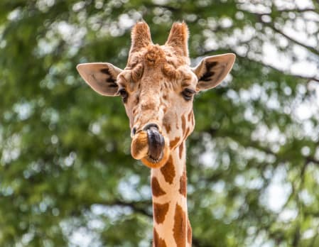 Guided visit of San Diego Zoo