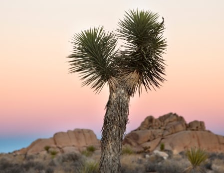Indian Canyons Jeep Tour and Guide