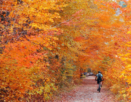 Exceptional New England