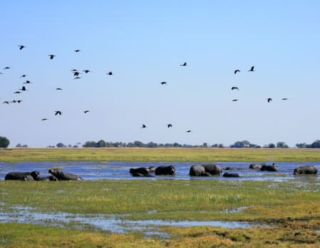 Shumba Camp