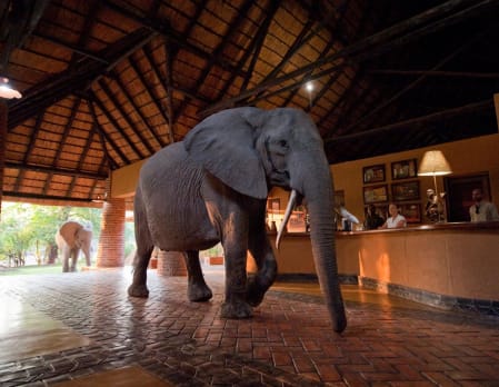 Elephants at Mfuwe Lodge