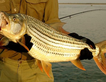 Fishing on the Zambezi River
