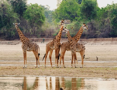 Limitless Zambia