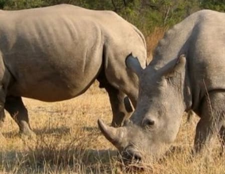 Rhino Tracking