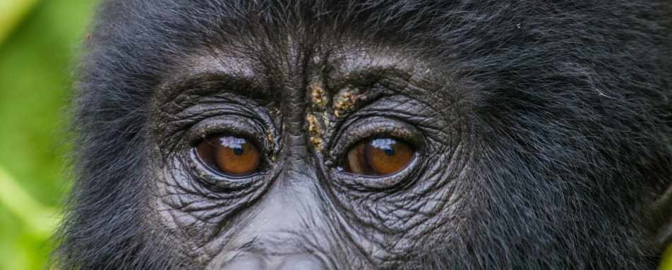 Nyungwe Forest National Park
