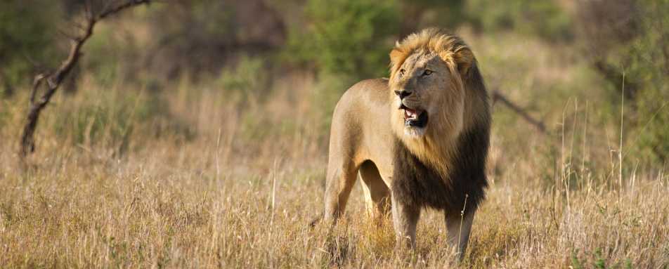 Madikwe and the northwest