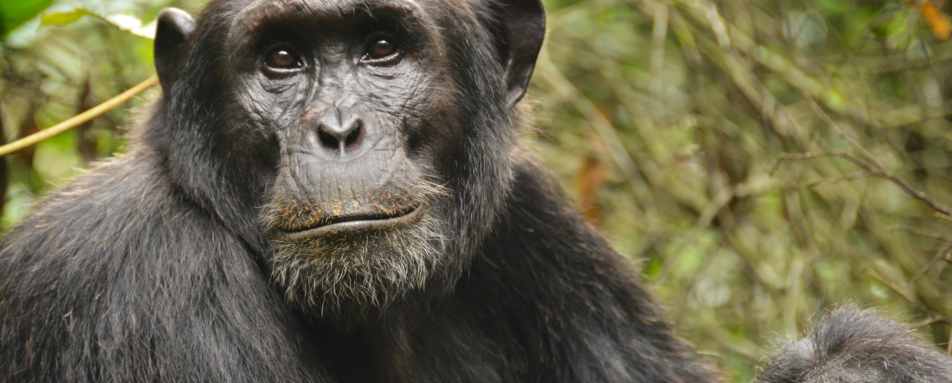 Kibale Forest and Semliki Wildlife Reserve