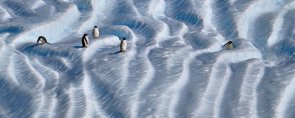Gentoo Penguins on Ice 