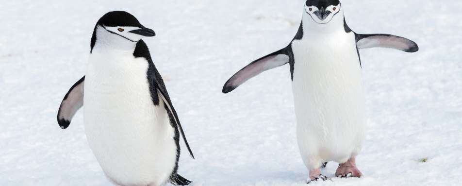 Chin Strap Penguins 