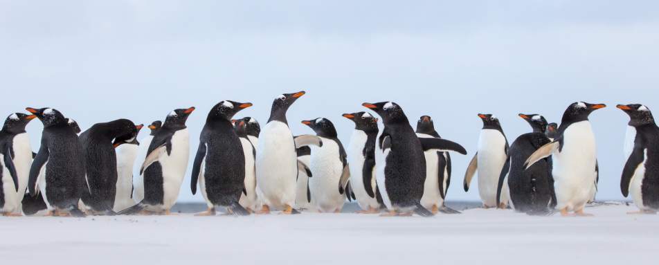Gentoo Penguins 