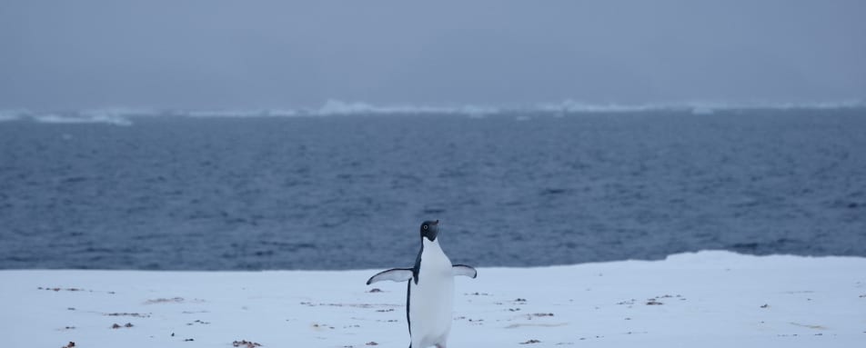 Penguin on ice floe 