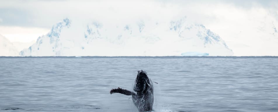 Humpback Whale Breaching 