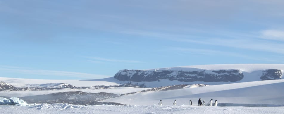 Adelie Penguins on land 