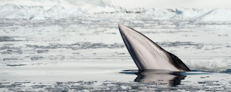 Minke whale 