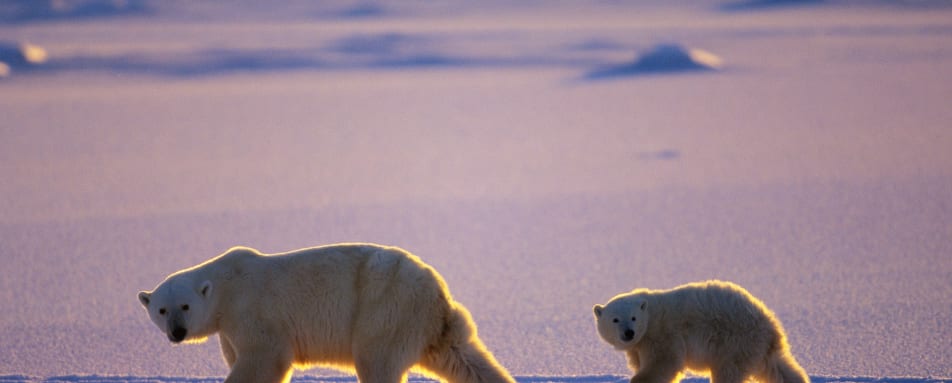 Polar Bear and Cub 