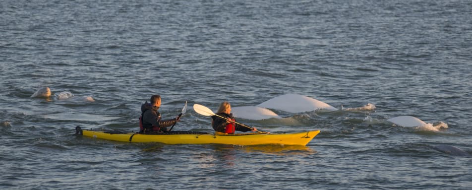 Kayaking with Belugas 
