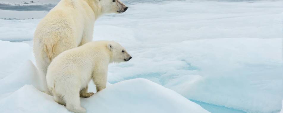 Realm of the Polar Bear  Days 27