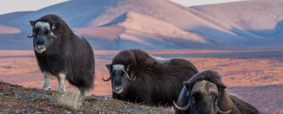Musk Ox 