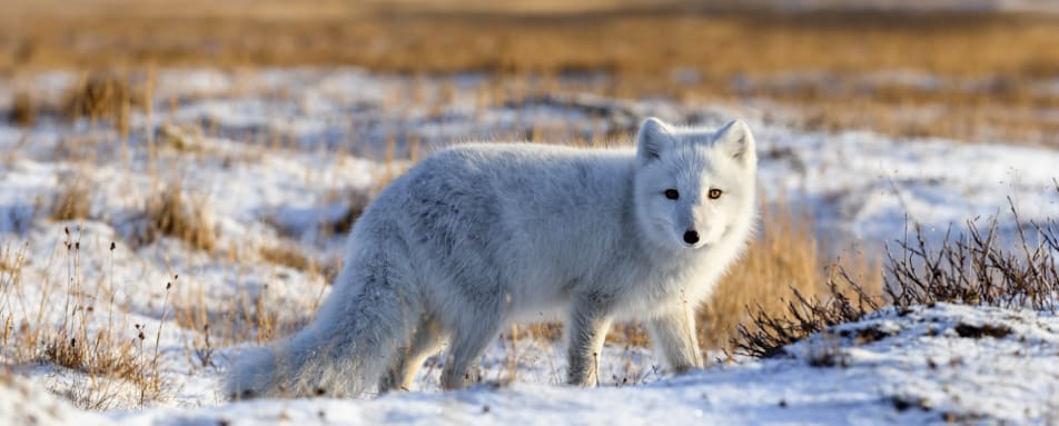 Arctic Fox 