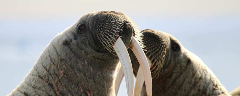 Walrus 