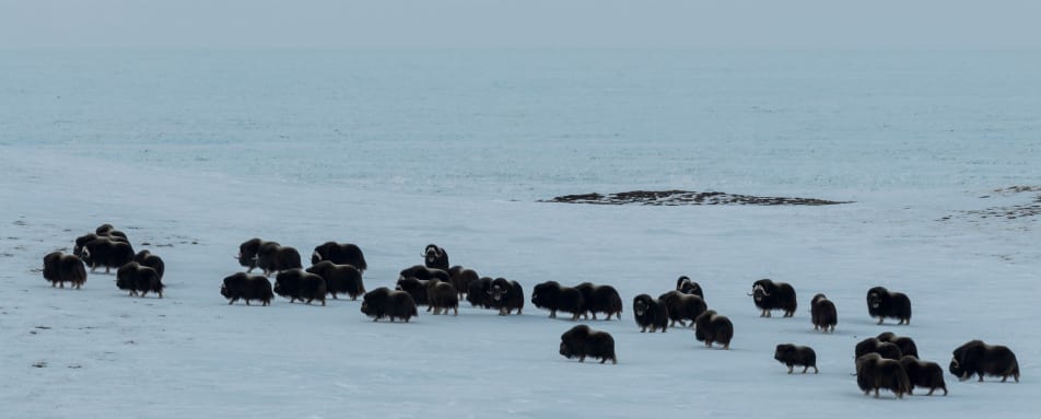 Musk Ox on Hirschel Island 