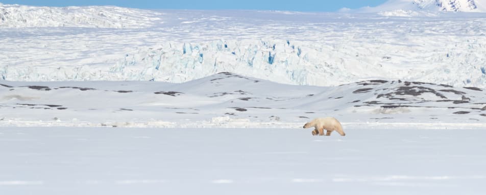 Polar bear in distance 
