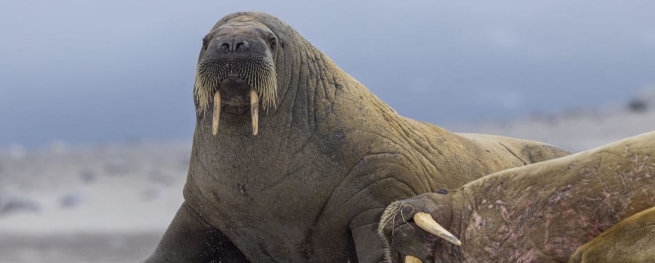 Walrus 