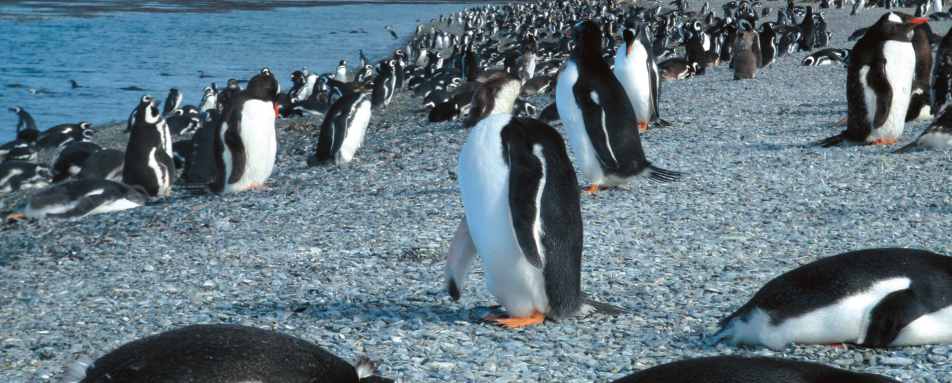 Penguins - Arakur Ushuaia