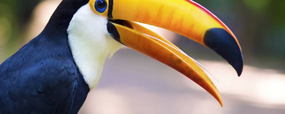 Wildlife - Awasi Iguazu