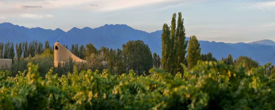 Vineyards - Cavas Wine Lodge