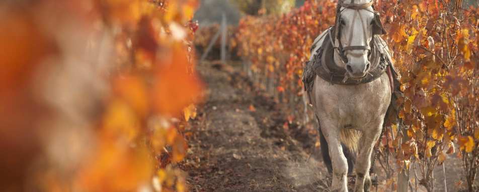 Vineyard Horse - Entre Cielos