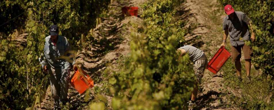 Harvesting - Entre Cielos