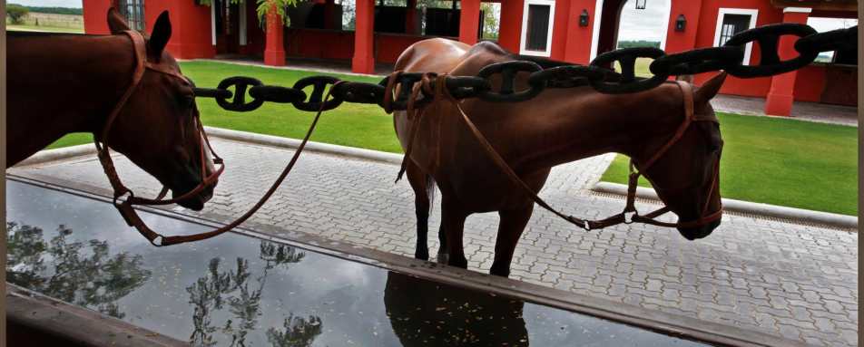 Horses at the water trough - Estancia La Bamba