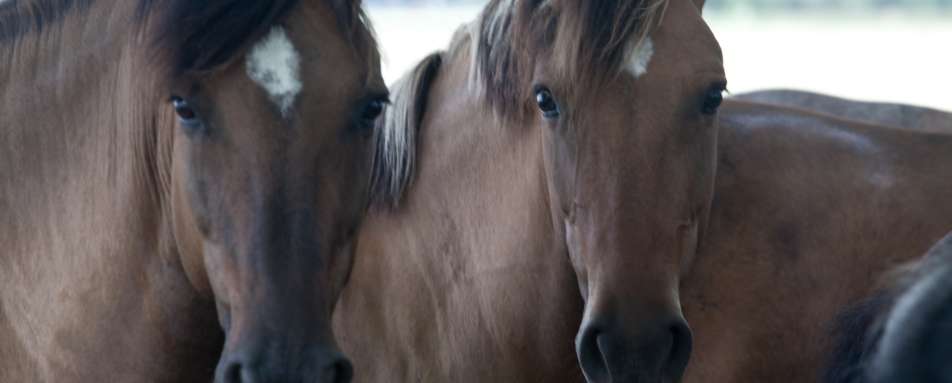 Horses