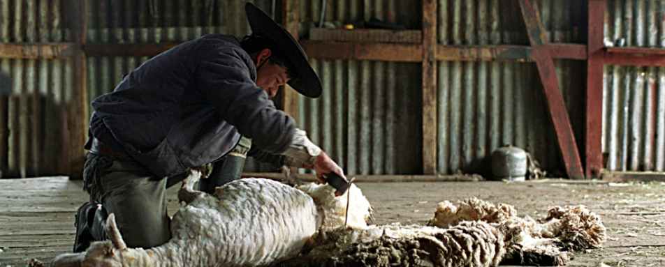 Sheep shearing - Estancia Nibepo Aike