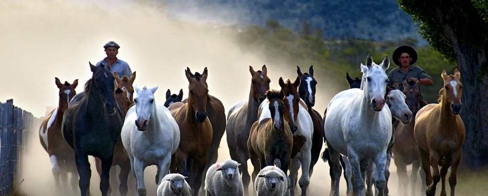 Gauchos at work - Estancia Nibepo Aike
