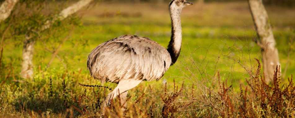Rhea - Estancia Rincón del Socorro