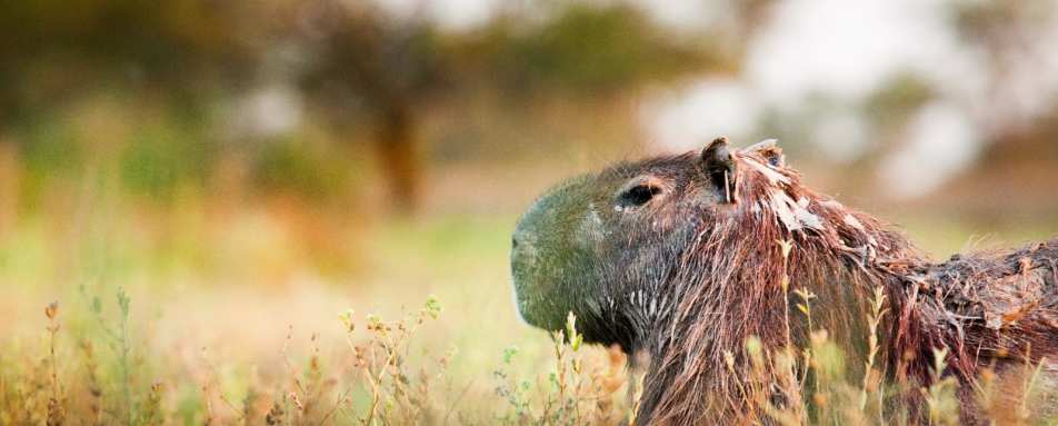 Capybara - Estancia Rincón del Socorro