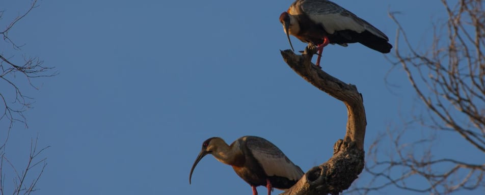 Great birding - Puerto Valle