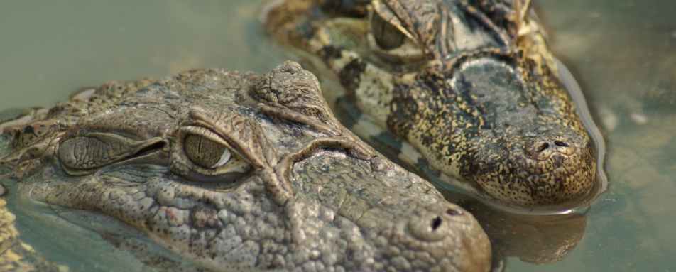 Caiman 