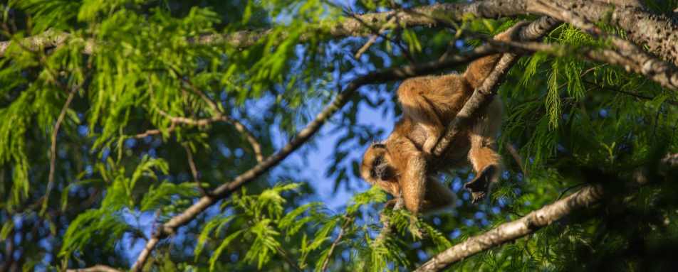 Monkey - Puerto Valle