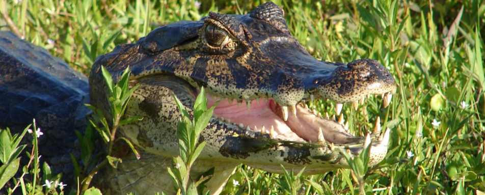 Cayman - Puerto Valle