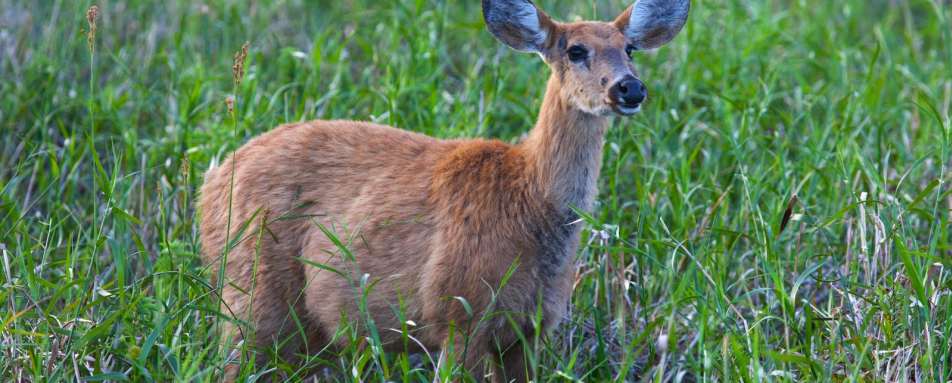 Wildlife - Puerto Valle