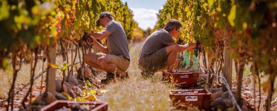 Grape picking - The Vines Resort & Spa